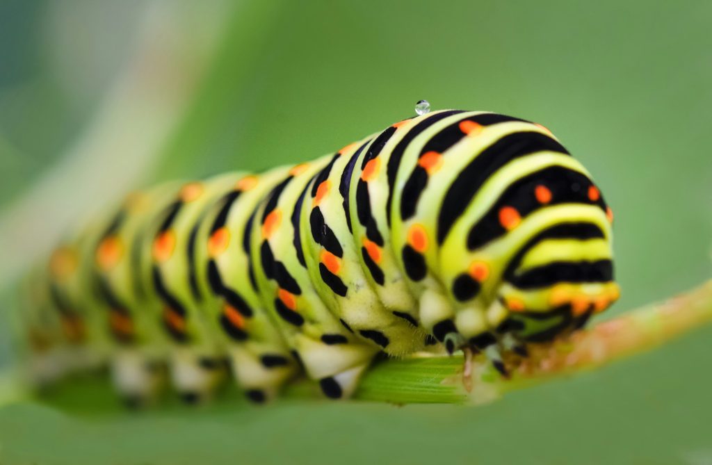 A macro shot of a Black Swallowtail Butterfly Caterpillar, water drop on it.