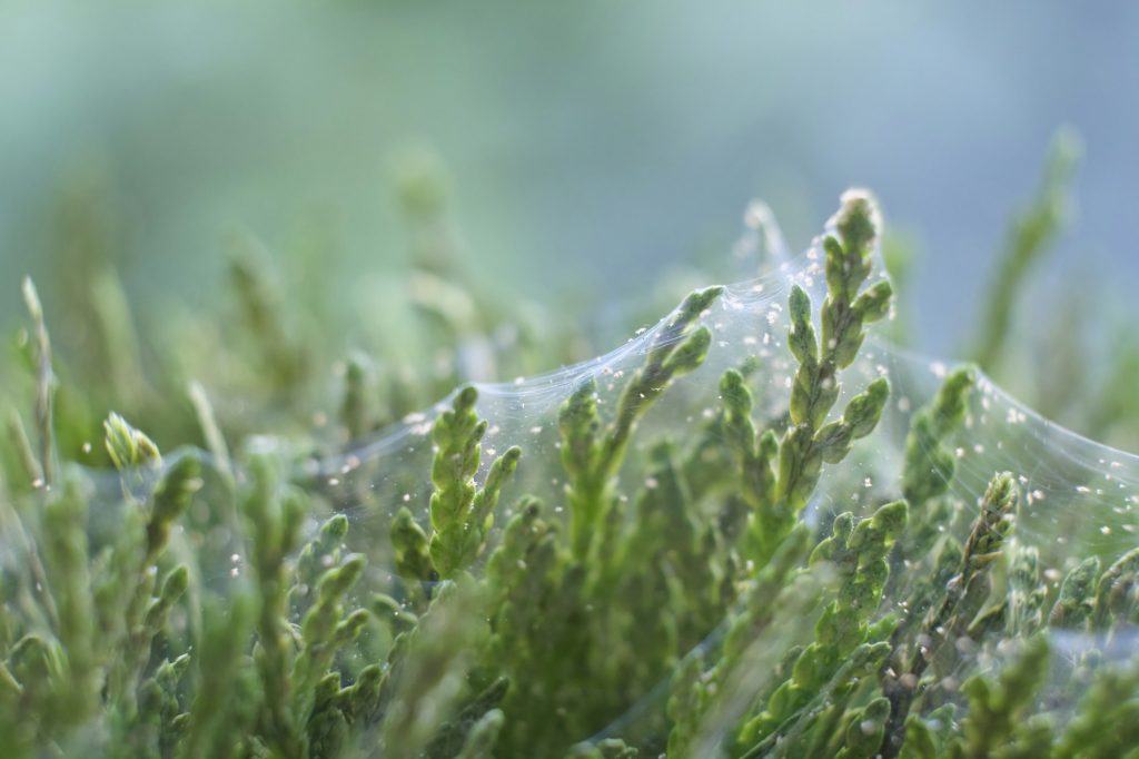 Close up shot of spider mite colony . Tetranychus urticae