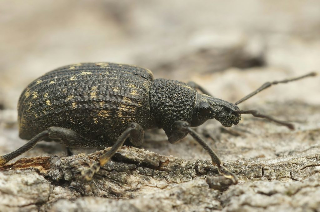 Detailed closeup on the Black vine weevil, Otiorhynchus sulcatus sitting on wood