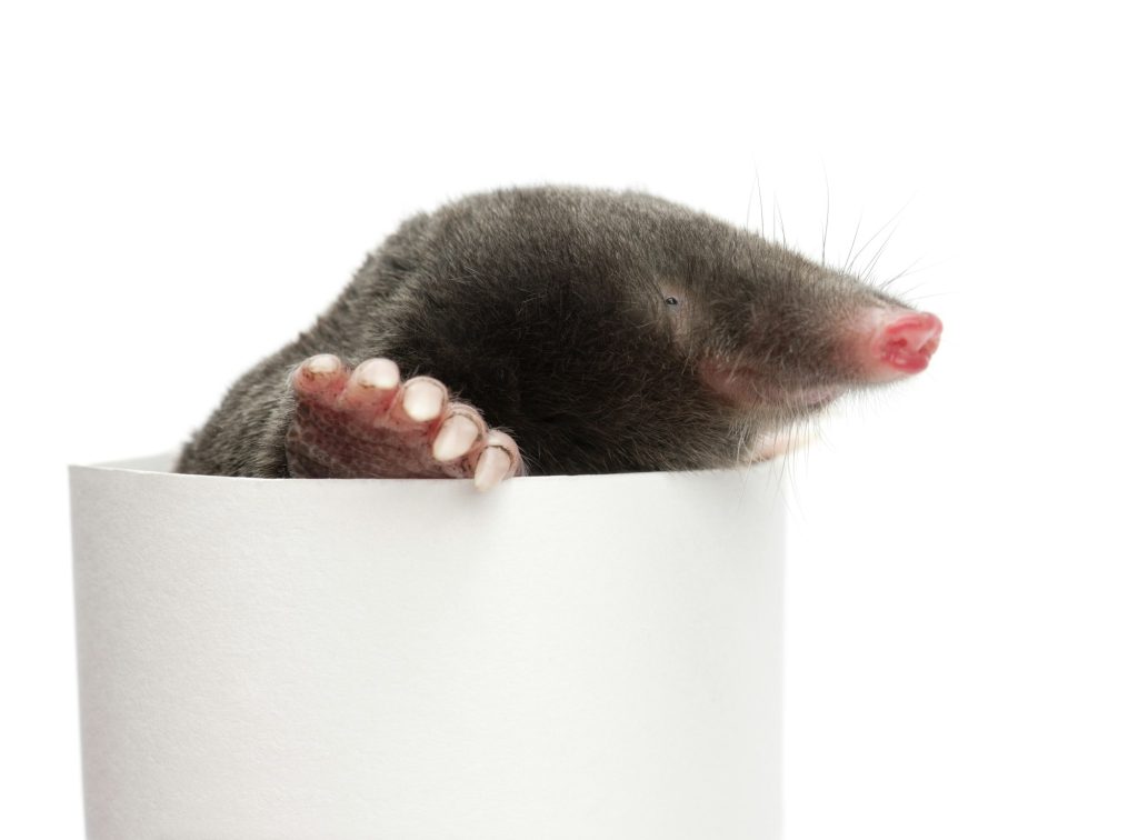 European Mole, Talpa europaea, against white background