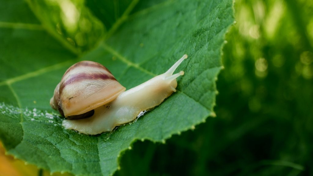 Little snail creeping on leaves