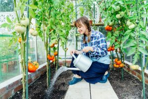 Young woman watering tomatoes in green house using a watering can. Growing organic vegetables